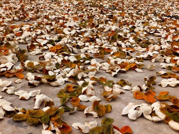 一兩陳皮一兩金 陳皮為什麼具有極高價值 一兩陳皮一兩金 陳皮為什麼具有極高價值