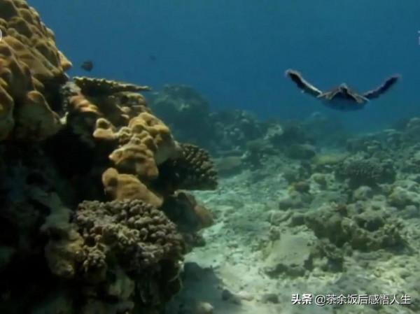 一千隻只小海龜只有一隻活到成年