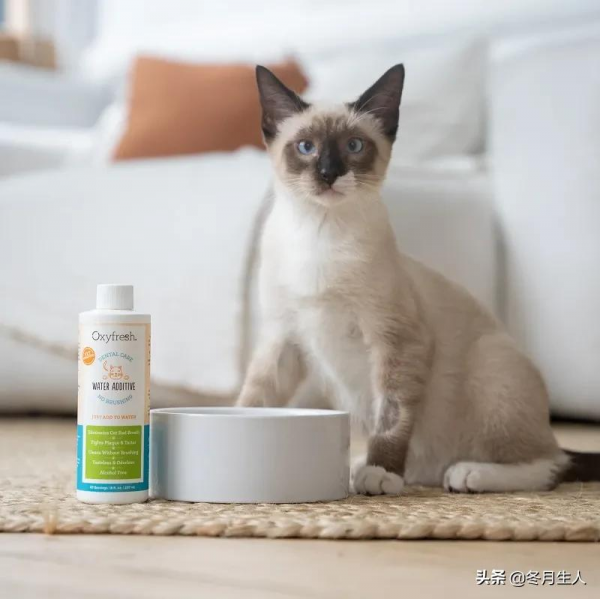 究竟什麼時候該給寵物刷牙？不刷牙真的會生病嗎？