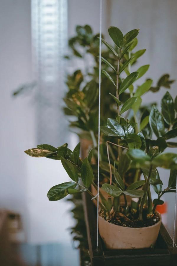 室內養盆栽植物很容易犯的5個錯誤，難怪植物狀態老是不好