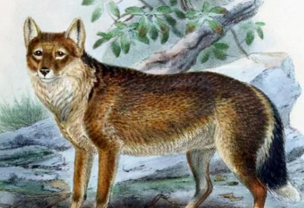 這28種動物，我們無緣再見，在殖民時期它們滅絕了，連照片都沒有