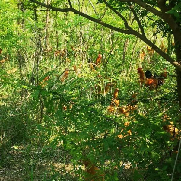 農村老鐵深山養土雞，年賺千萬逆襲成土豪，他是怎樣成功緻富的呢
