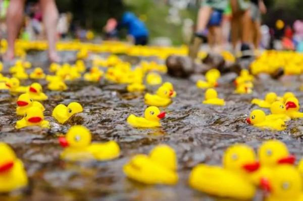 從加拿大到俄羅斯，一隻愛心小黃鴨的奇幻漂流