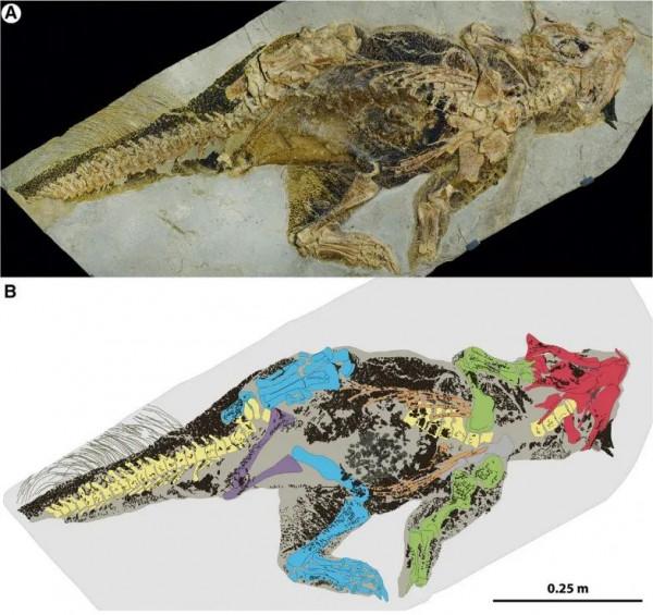 如何給古生物畫上正確的顏色 如何給古生物畫上正確的顏色