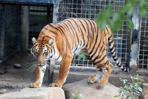 虎頭虎腦 虎虎生威 這波老虎表情包值得擁有