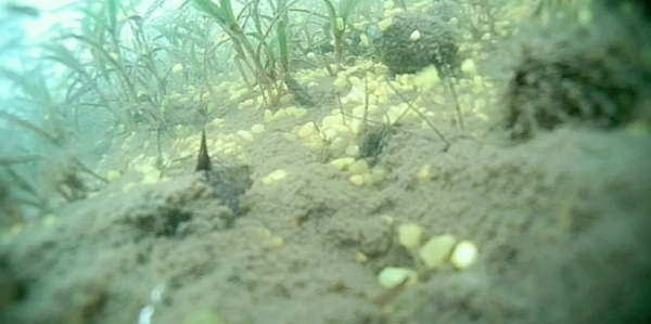 冬季釣鯽魚發窩慢,隔夜窩是不錯的選擇,但為何效果卻差別很大? 冬季釣鯽魚發窩慢,隔夜窩是不錯的選擇,但為何效果卻差別很大?