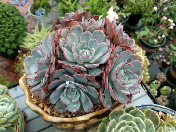 給多肉用鋪面石好處多,可一種常見的大問題卻是鋪面石造成的隱患 給多肉用鋪面石好處多,可一種常見的大問題卻是鋪面石造成的隱患