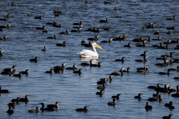白鵜鶘遷徙 白鵜鶘遷徙
