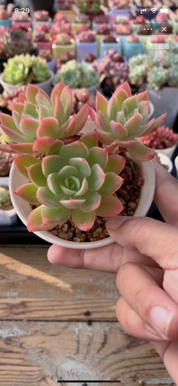 為多肉瘋狂的程度應該就是，買買買，種種種了吧