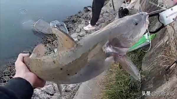 廣西一男子野釣罕見收穫大魚，看清模樣後趕緊放生，到底是什麼？
