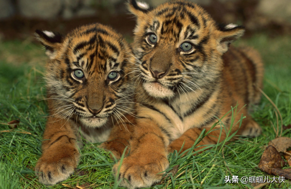 27種動物照片大集合,出生不久的小刺蝟長成這樣,大自然真神奇 27種動物照片大集合,出生不久的小刺蝟長成這樣,大自然真神奇