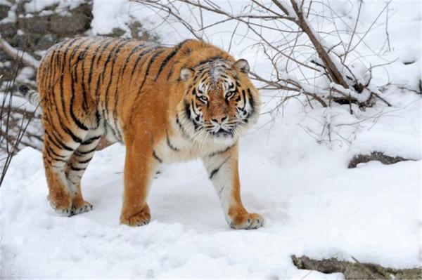 咬死15只羊，擄走7頭看門狗，四處闖禍的&OpenCurlyDoubleQuote;烏斯京&rdquo;被關進動物園