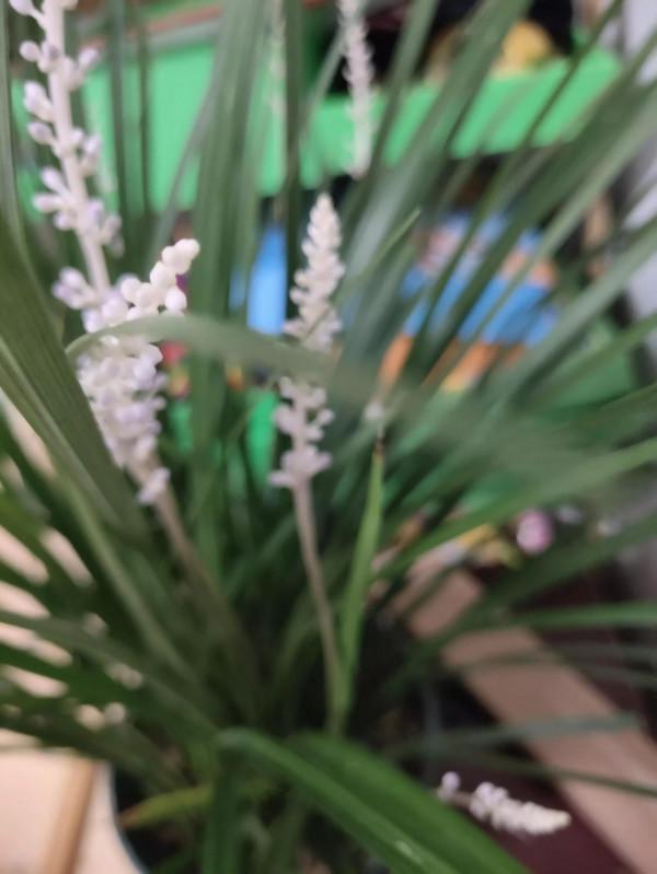 花草不論貴賤 花草不論貴賤