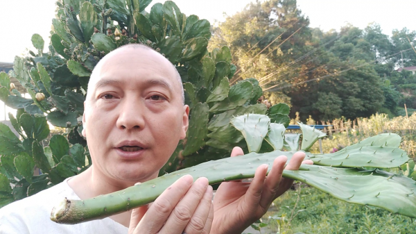 能吃的仙人掌你見過嗎？煮水喝能行氣活血，不僅僅是觀賞