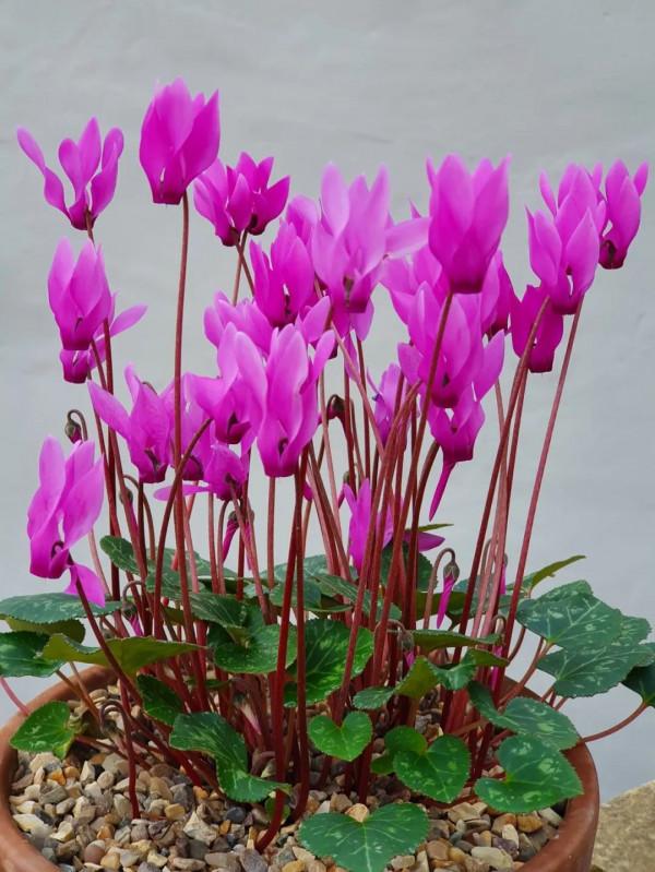 養盆栽仙客來掌握7點,養20~30年都不是問題,年年能開花 養盆栽仙客來掌握7點,養20~30年都不是問題,年年能開花