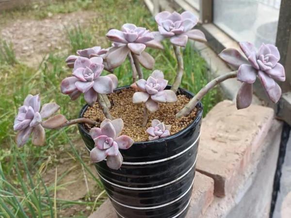 記錄肉肉的第一天