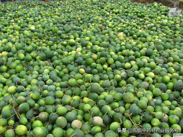 高鵬說藥材:當前中藥材行業正處於變革調整期,從業者如何應對? 高鵬說藥材:當前中藥材行業正處於變革調整期,從業者如何應對?