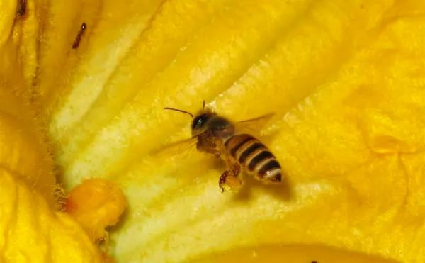 有罕見物種,福建膜翅目昆蟲生態攝影展,共計22種 有罕見物種,福建膜翅目昆蟲生態攝影展,共計22種