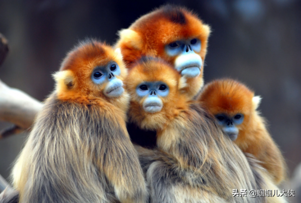 27種動物照片大集合,出生不久的小刺蝟長成這樣,大自然真神奇 27種動物照片大集合,出生不久的小刺蝟長成這樣,大自然真神奇