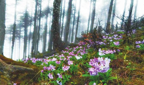 神奇樂土物種天堂 神奇樂土物種天堂