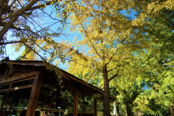 北京市屬公園賞秋指南