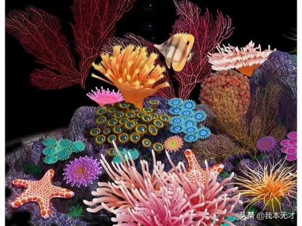 奇妙的海底世界