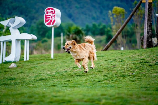 流浪狗身患腫瘤還流著血,被好心人收留,救回後開始報恩 流浪狗身患腫瘤還流著血,被好心人收留,救回後開始報恩
