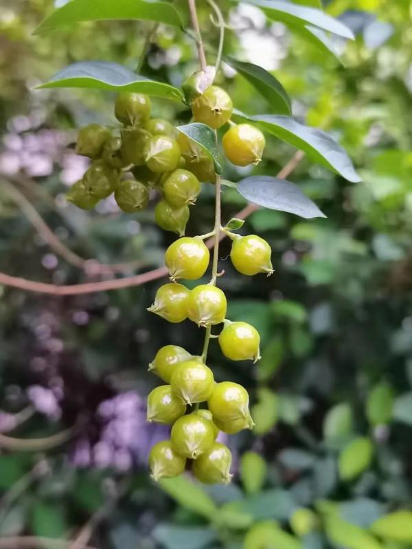 孤獨時與文字聊天