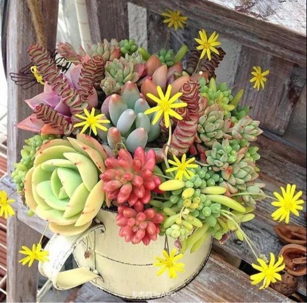 多肉的世界,簡單執著,看看你都見過哪些 多肉的世界,簡單執著,看看你都見過哪些