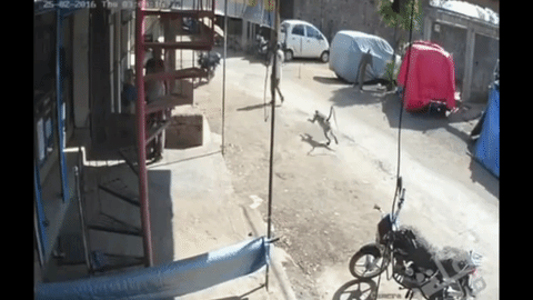 偷錢、殺人、綁架,印度猴子無惡不作,老百姓們為何拿它們沒辦法 偷錢、殺人、綁架,印度猴子無惡不作,老百姓們為何拿它們沒辦法