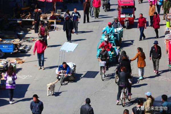 農村老人說:好狗絕對不會死家中!這個故事讓人想哭 農村老人說:好狗絕對不會死家中!這個故事讓人想哭