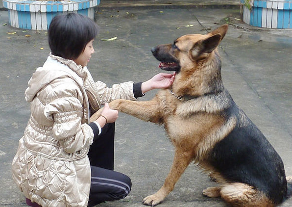 昆明犬和德牧區別在哪,你會選養哪隻? 昆明犬和德牧區別在哪,你會選養哪隻?