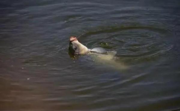 冬釣總空軍？別再怨天氣了，掌握4字要訣，魚獲都是你的