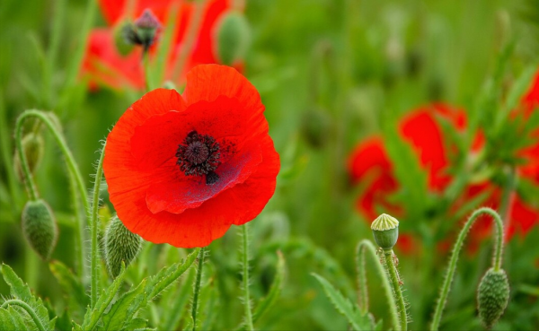 “越漂亮的花越有毒”!認識11種“有毒植物”,遠離危害 “越漂亮的花越有毒”!認識11種“有毒植物”,遠離危害