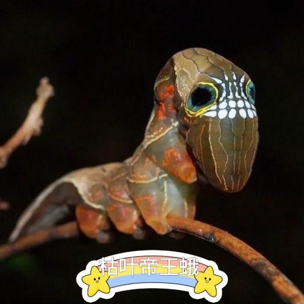 澳洲的骷髏戰士