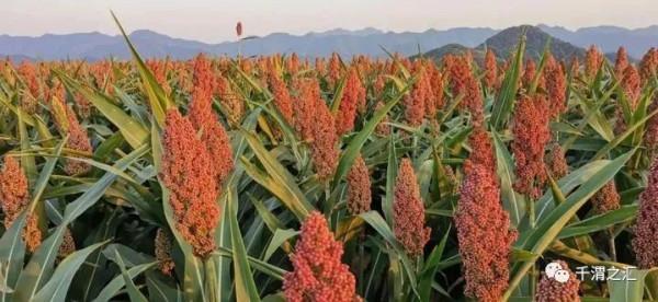 我們種過吃過的五穀雜糧 我們種過吃過的五穀雜糧