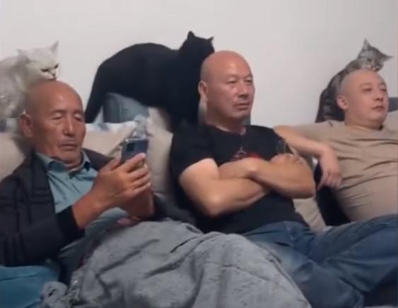 笑哭!江蘇3只貓咪給爺孫3代光頭做“頭療”,網友直呼人間奇觀 笑哭!江蘇3只貓咪給爺孫3代光頭做“頭療”,網友直呼人間奇觀