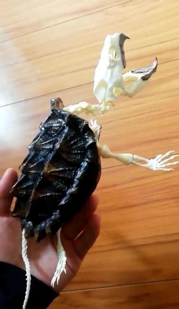 漏電掛了一隻大鱷