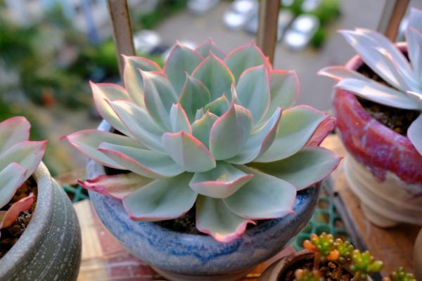 沒養過多肉界“三仙子”，怎知多肉也能飄逸靈動？這個秋季別錯過