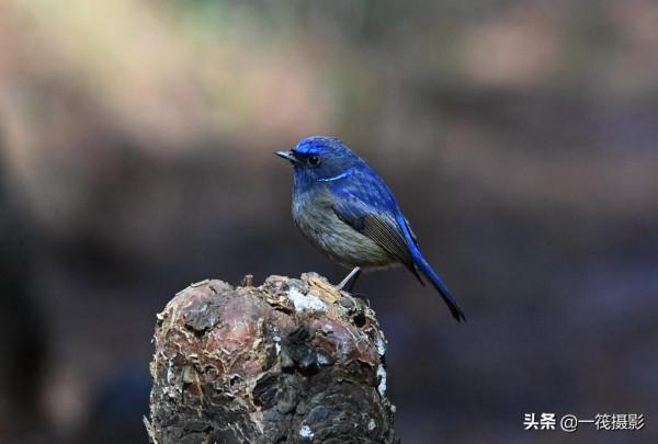 如果每天都有面包蟲侍候，它們會否停下遷徙的腳步