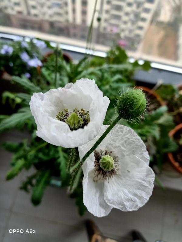 冬天的花兒也燦爛