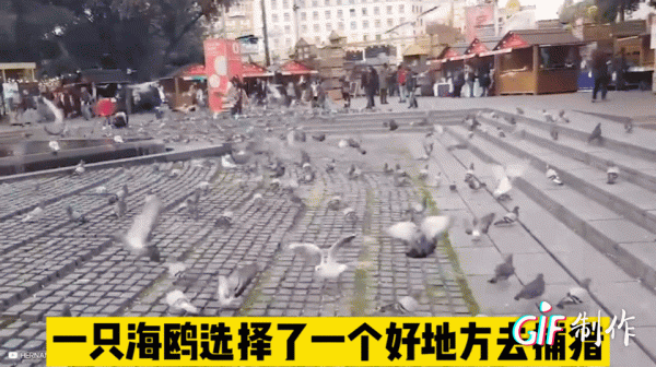 紀錄片:鳥類相食,大鳥吃小鳥 紀錄片:鳥類相食,大鳥吃小鳥