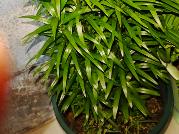 “外甥正月不剃頭”，8種花正月不能剪，還要再忍1個月