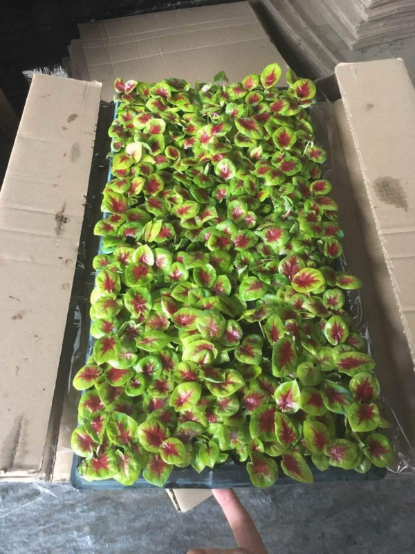 6種有格調的葉子花,室內養上它,氣質十足貴氣滿滿 6種有格調的葉子花,室內養上它,氣質十足貴氣滿滿