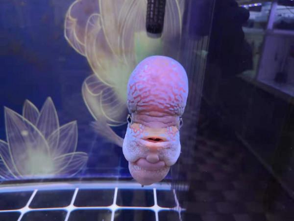 觀賞魚的頭部潰爛分為很多種的,如何搞清楚狀況,有效治療? 觀賞魚的頭部潰爛分為很多種的,如何搞清楚狀況,有效治療?