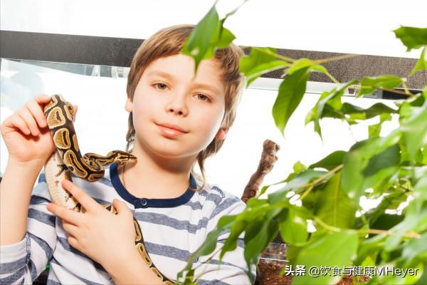爬行動物使寵物市場升溫，對爬寵的愛勝過傳統寵物，是否理性