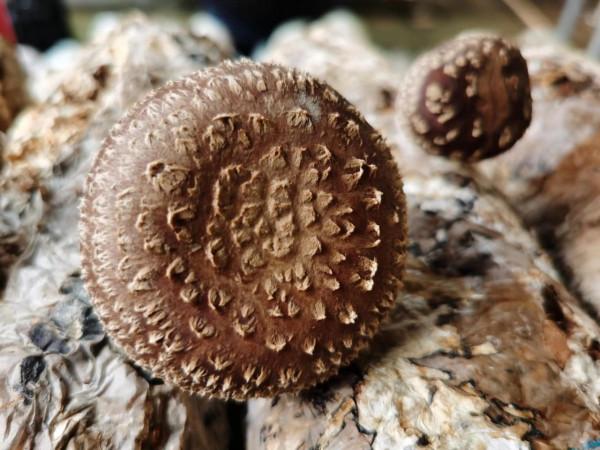 走進京郊蘑菇園 見識各類蘑菇