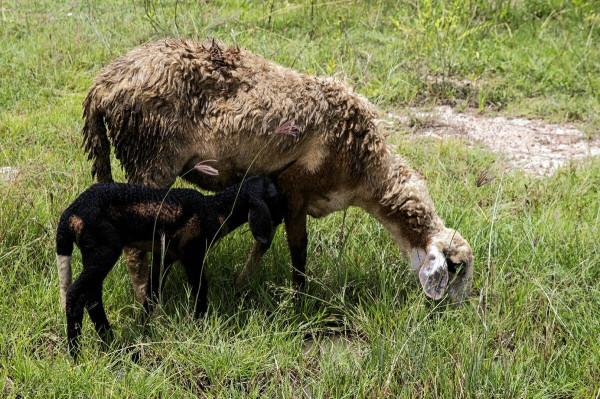 買羊肉時，有人專挑“這4個部位”，羊肉攤老闆：一看就是內行人