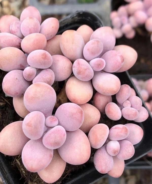 多肉植物的花語心願 多肉植物的花語心願