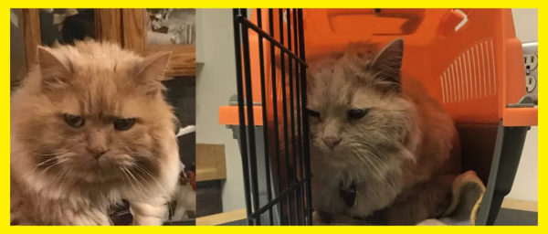 女子去寵物收容所尋求“最難領養的貓”,把一隻16歲的橘貓帶回家 女子去寵物收容所尋求“最難領養的貓”,把一隻16歲的橘貓帶回家